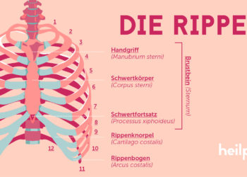 Skizzierung des Rippenaufbaus.