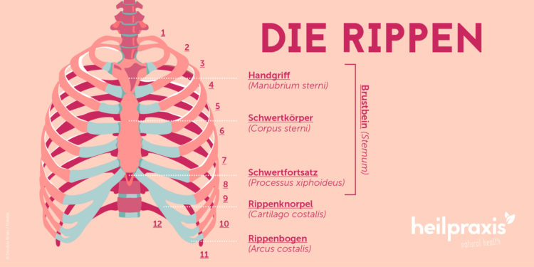 Skizzierung des Rippenaufbaus.