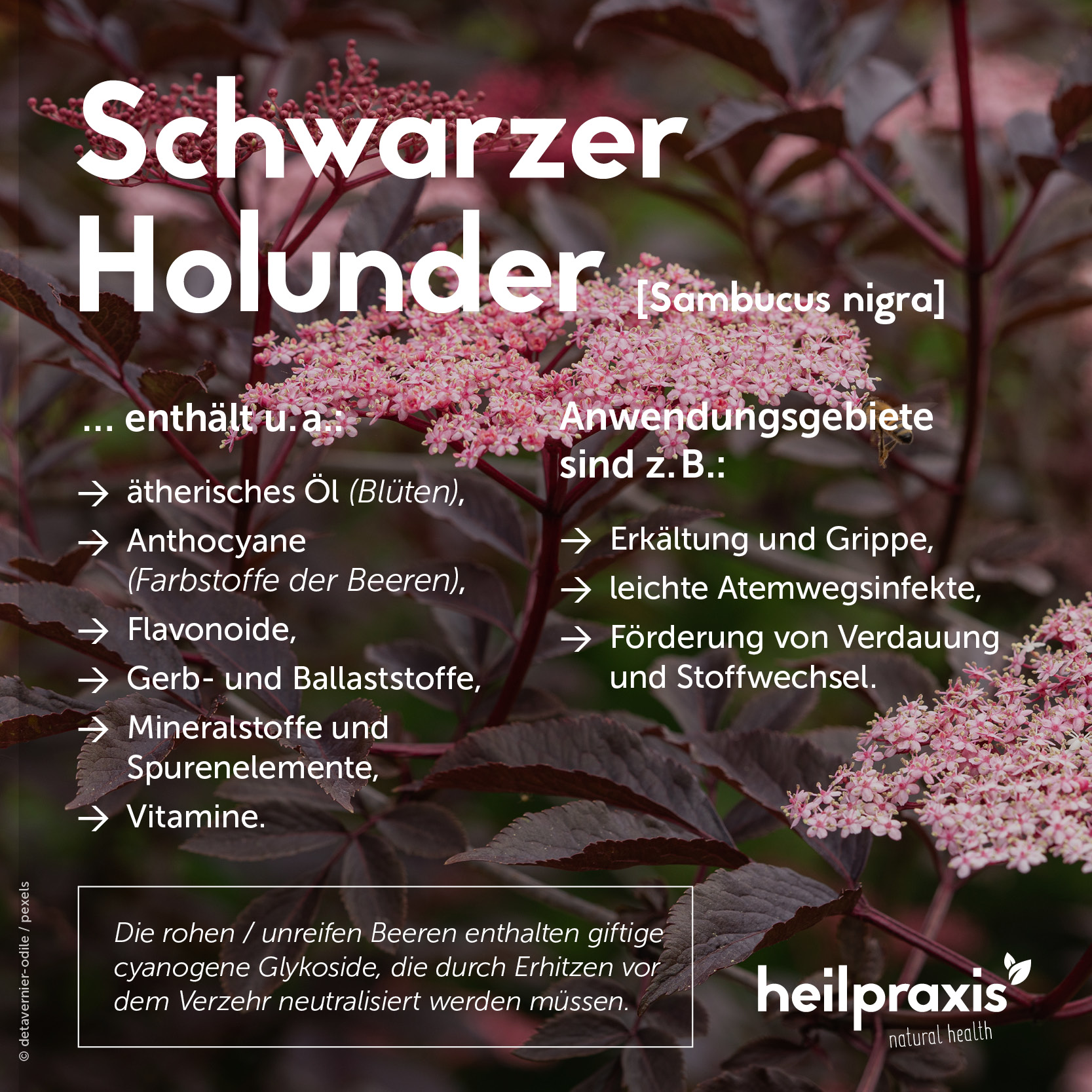 Übersichtsgrafik der Inhaltsstoffe und Anwendung von Holunder