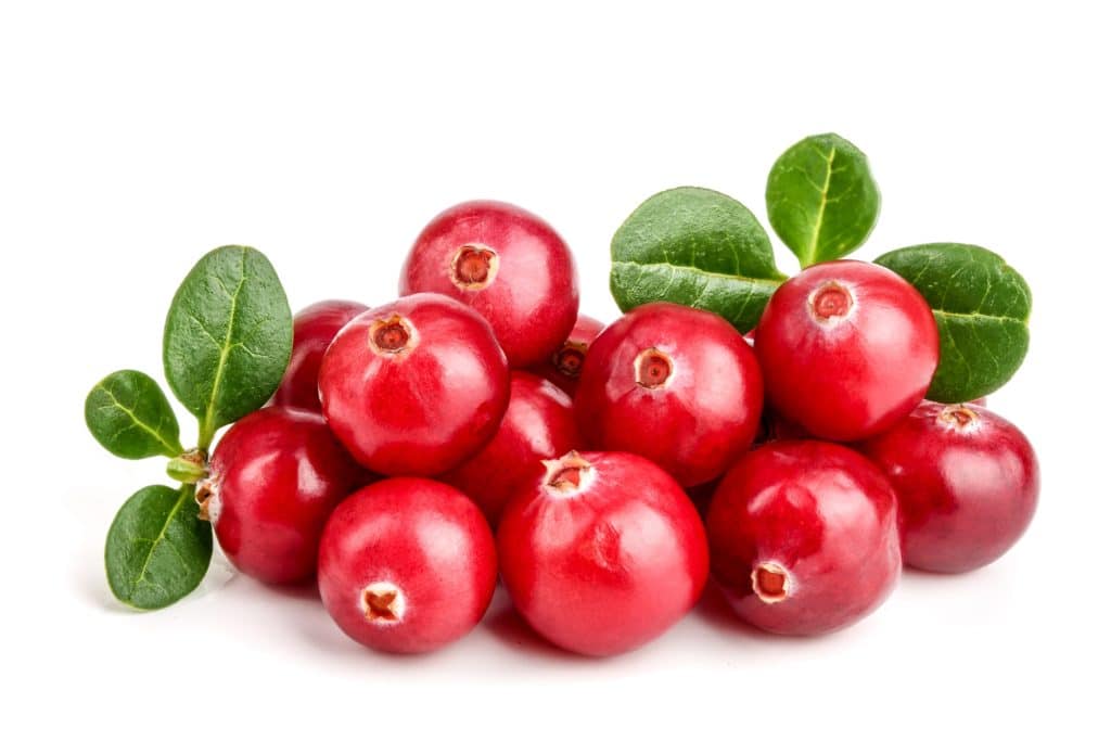 Cranberries mit Blättern auf weißem Hintergrund. 