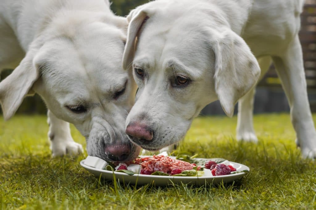 Zwei Hunde fressen Fleisch von einem Teller.