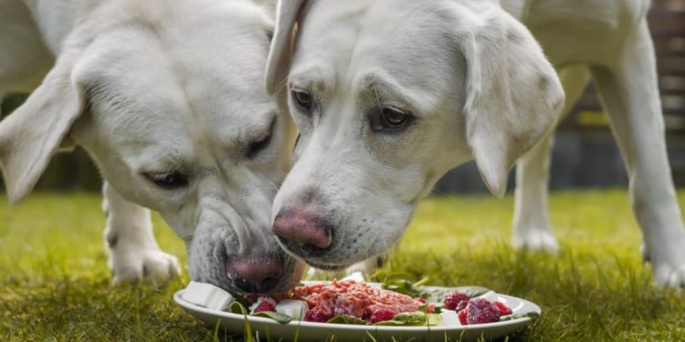 Zwei Hunde fressen Fleisch von einem Teller.