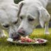 Zwei Hunde fressen Fleisch von einem Teller.