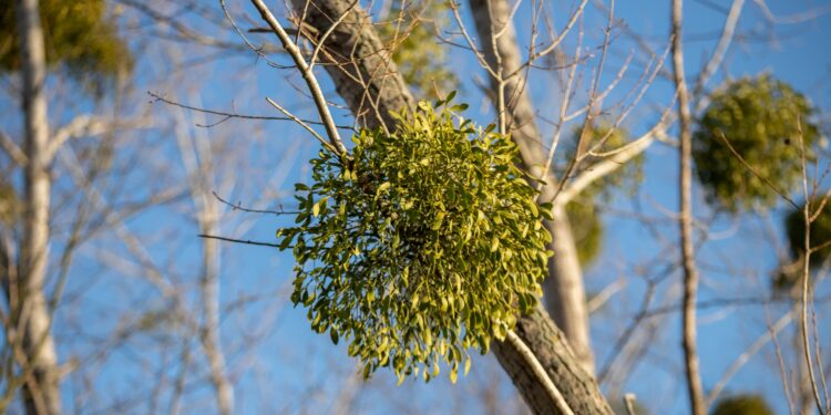 Mistel in Baum vor blauem Himmel