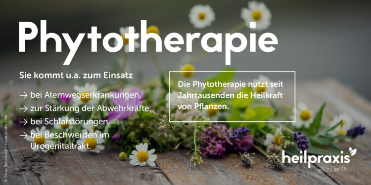 Phytotherapie Übersichtsgrafik mit kurzer Beschreibung und Anwendungsbeispielen