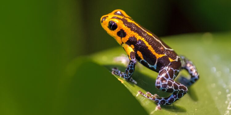 Orange, blau und schwarz gemusterter Frosch sitzt auf grünem Blatt