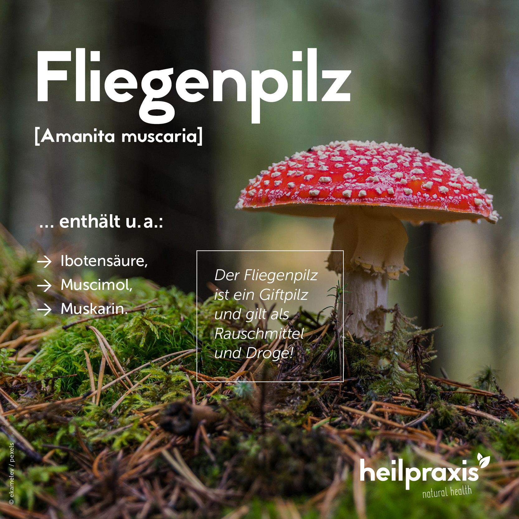 Übersichtsgrafik zu Inhaltsstoffen von Fliegenpilz (Amanita muscaria)
