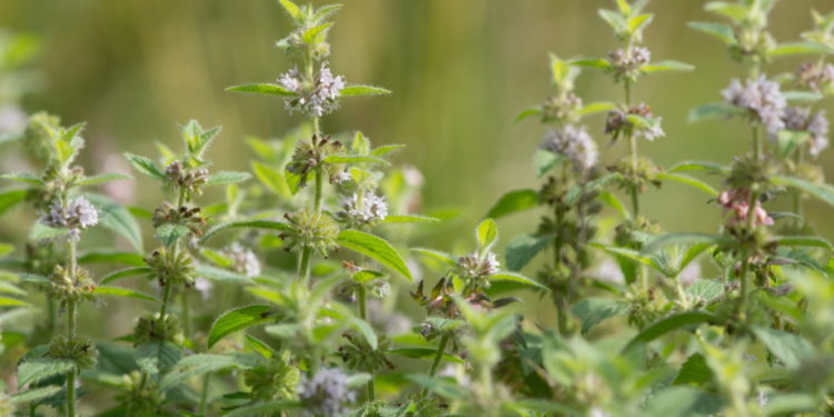 Ackerminze mit Blüten