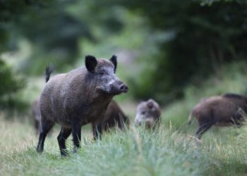 Mehrere Wildschweine auf einer Waldlichtung