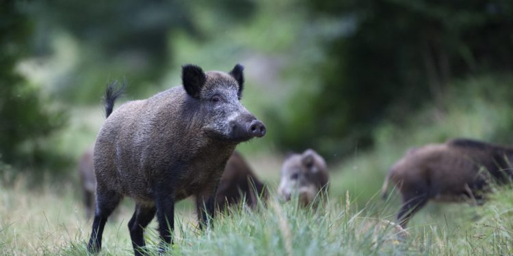 Mehrere Wildschweine auf einer Waldlichtung