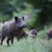 Mehrere Wildschweine auf einer Waldlichtung