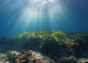 Sonnenstrahlen dringen durch die Wasseroberfläche auf den Meeresboden, auf dem verschiedene Pflanzen wachsen