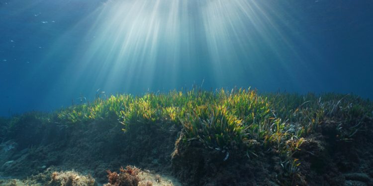 Sonnenstrahlen dringen durch die Wasseroberfläche auf den Meeresboden, auf dem verschiedene Pflanzen wachsen