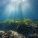 Sonnenstrahlen dringen durch die Wasseroberfläche auf den Meeresboden, auf dem verschiedene Pflanzen wachsen