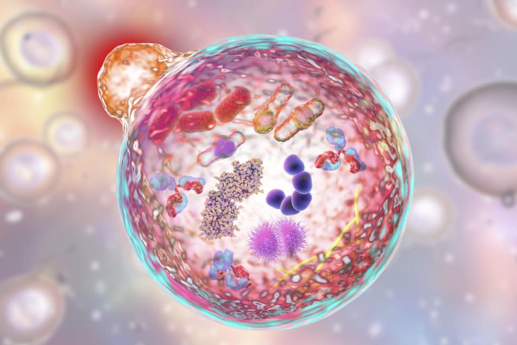 Eine spezielle Zelle verwertet Zellabfälle.