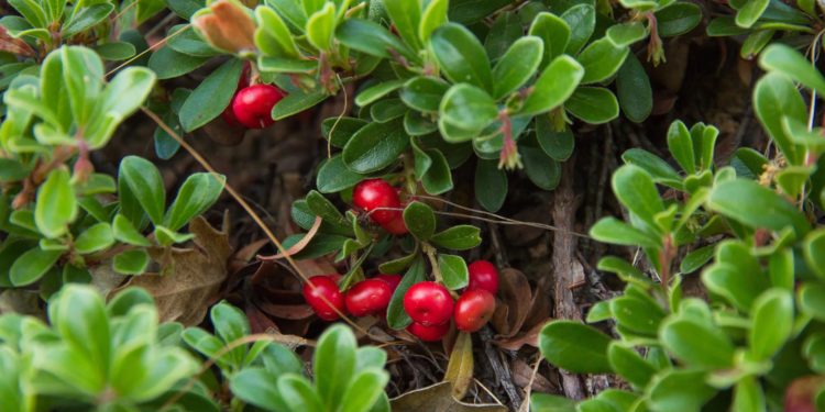 Rote Bärentrauben mit kleinen grünen Blättern.