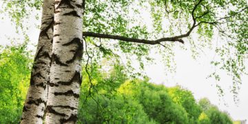 Zwei Birken mit ihrer charakteristischen weißen Rinde vor einem Laubwald.