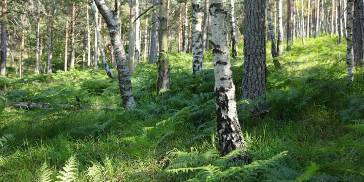 Birken in einem Wald.