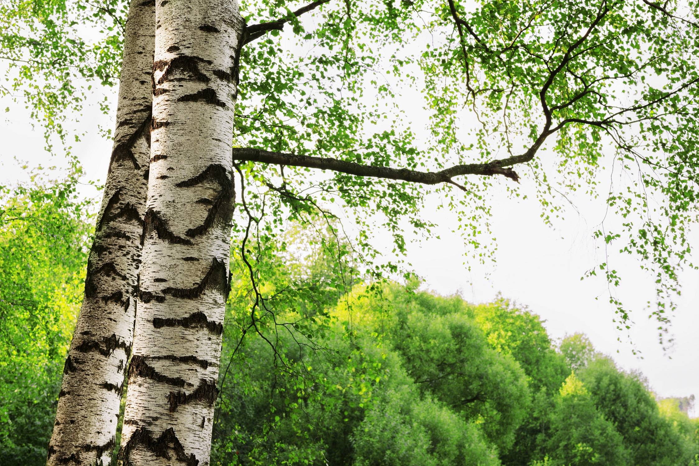 Birke als Heilpflanze – Wirkung und Anwendung – Naturheilkunde