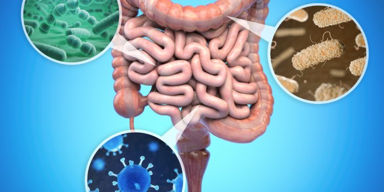 Schematische Abbildugn des Darm und der Darmbakterien.