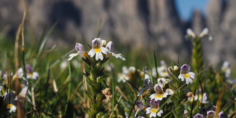 Mehrere Euphrasia mit geöffneten Blüten.