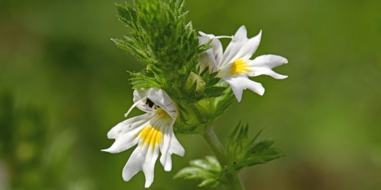 Zwei weiße Euphrasiablüten mit feinen violetten Adern und gelbem Fleck. 