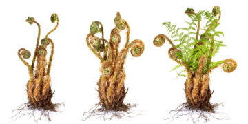 Filicin Farnkraut – Echter Wurmfarn (Dryopteris filix-mas) – Heilpraxis