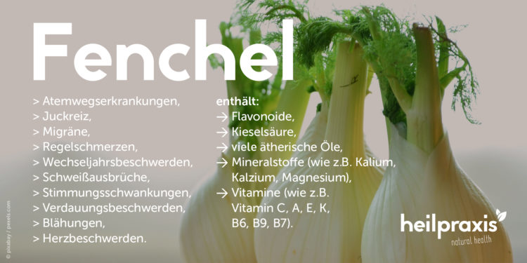 Fenchel Abbildung mit einer Auflistung der Inhaltsstoffe und Wirkung