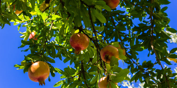 Granatapfelbaum mit Granatäpfeln