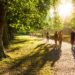 Spaziergänger im Park in der Abendsonne