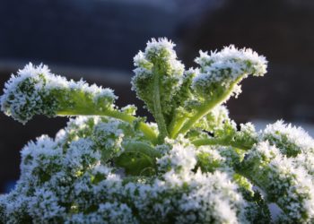 Ein Grünkohl mit Frost bedeckt.