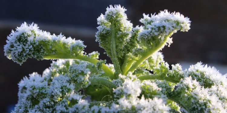 Ein Grünkohl mit Frost bedeckt.