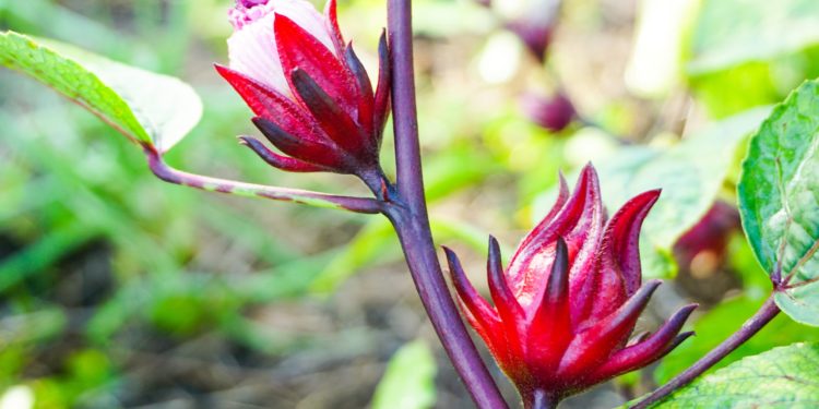 Zwei Blüten der Afrikanischen Malve.