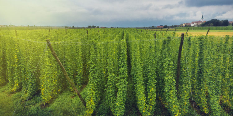 Hopfen-Hopfengarten