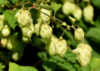 Hopfen Blütenzweig