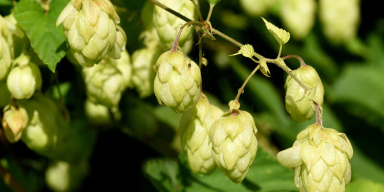 Hopfen Blütenzweig