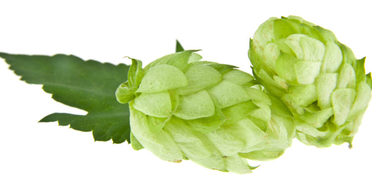 Hopfen-Blueten