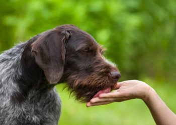 Hund leckt an der Hand einer Frau