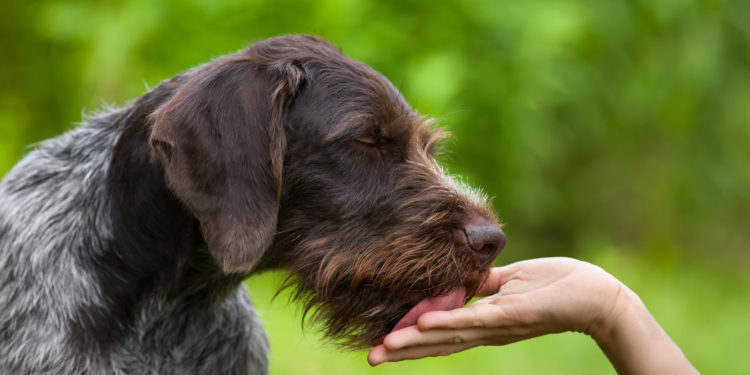 Hund leckt an der Hand einer Frau