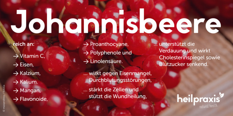 Abbildung von Johannisbeeren mit einer Auflistung der Inhaltsstoffe und Wirkung