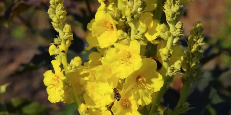 Königskerze mit gelben Blüten.