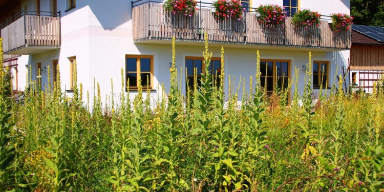 Mehrere hochgewachsene Königskerzen in einem Garten vor einem weißen Landhaus. 