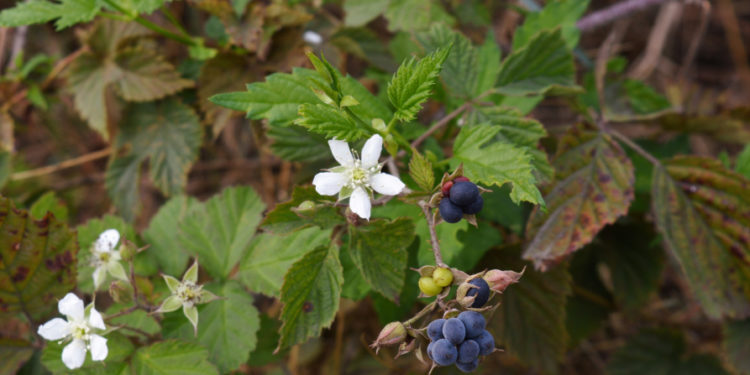 Kratzbeere-Blätter, Blüten, Früchte