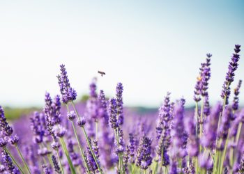 Blühernder Lavendel in Großaufnahme.