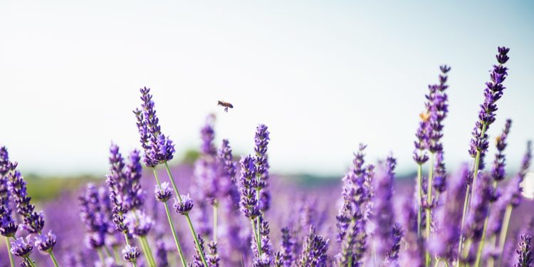 Blühernder Lavendel in Großaufnahme.