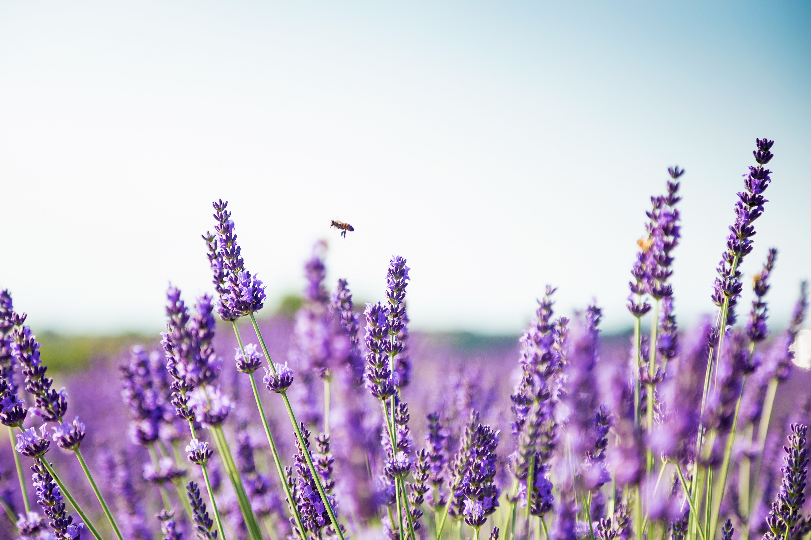 Lavendel-Gegen-diese-Beschwerden-hilft-die-Heilpflanzen