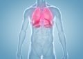 Anatomische 3-D-Illustration Schematische Abbildung eines männlichen Körpers mit rot markierten Lungenflügeln.