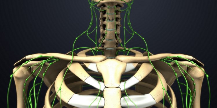 Grafik der Lymphbahnen im oberen Torso.