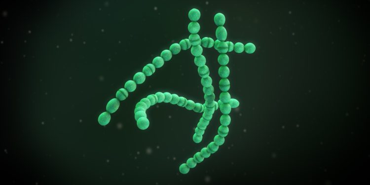3D Illustration von Bakterien der Spezies Streptococcus pyogenes.