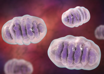 3D-Darstellung von Mitochondrien.